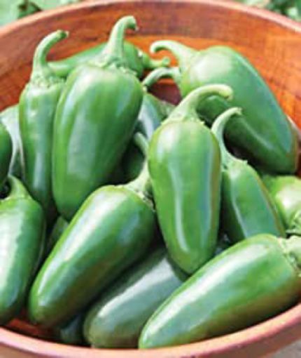 Picture of Chilli Jalapeno