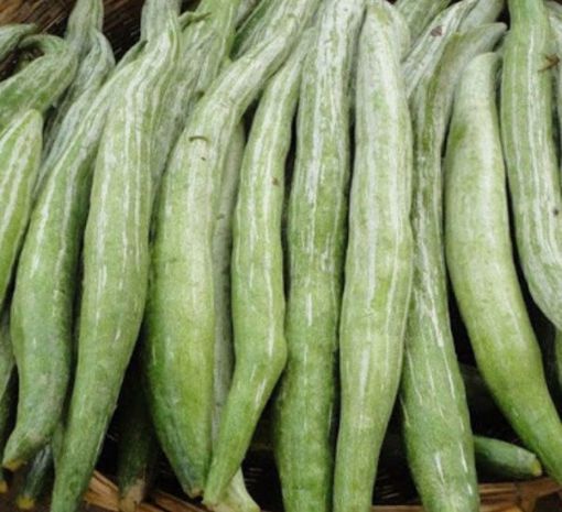 Picture of Snake Gourd